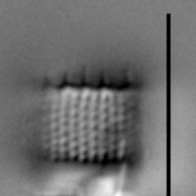 Aulacoseira nivaloides LM5