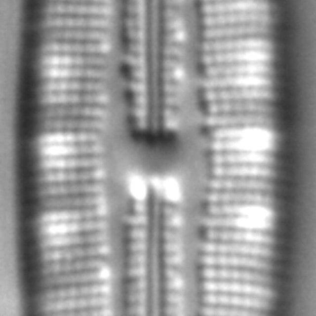 Mastogloia pumila LM3