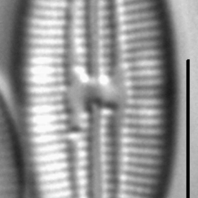 Mastogloia pumila LM6