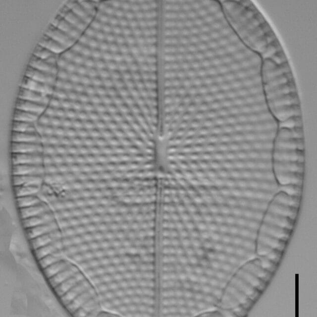 Mastogloia fimbriata LM1