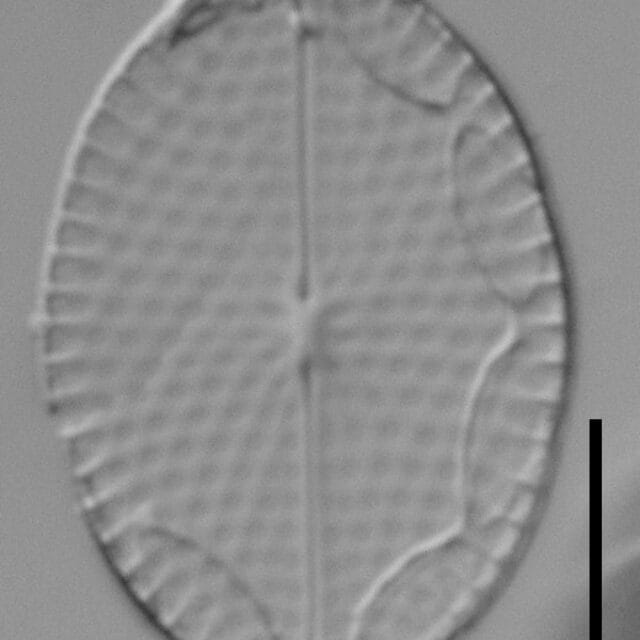Mastogloia fimbriata LM6