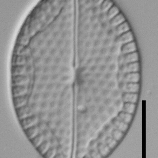 Mastogloia fimbriata LM7