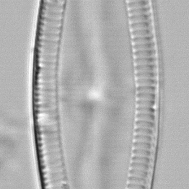 Mastogloia floridensis LM6