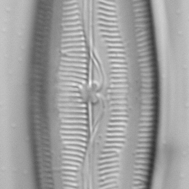 Mastogloia floridensis LM7