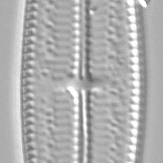 Mastogloia lucayensis LM5