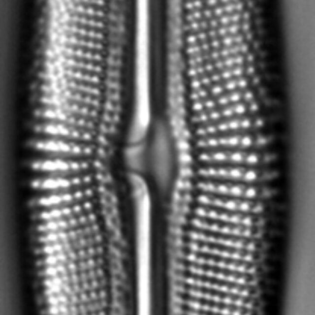 Muelleria spauldingiae LM3