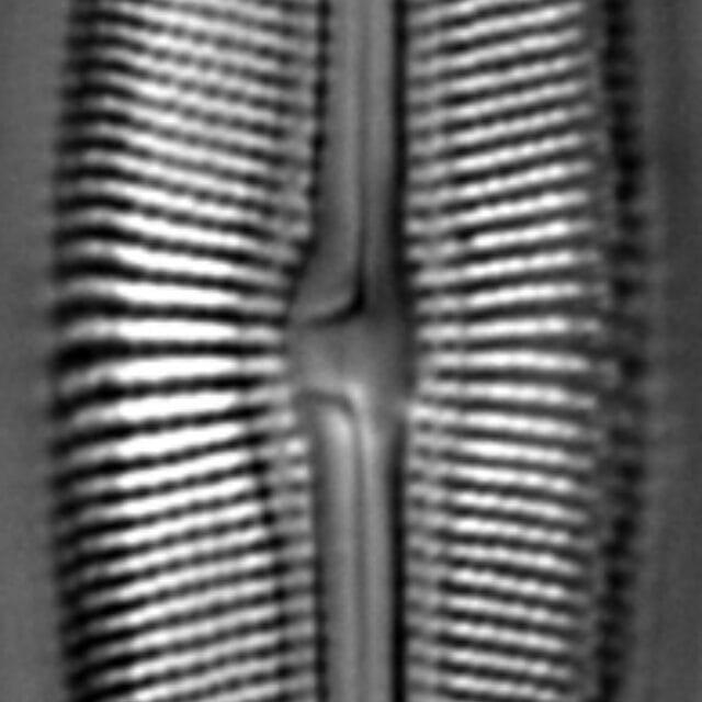 Muelleria spauldingiae LM5
