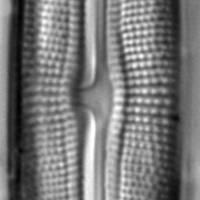 Muelleria tetonensis LM4