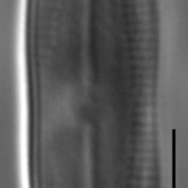 Nupela pennsylvanica LM3