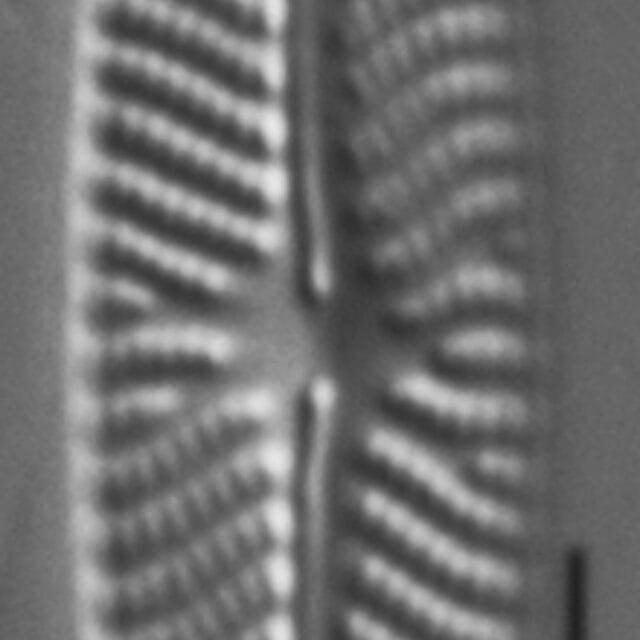 Navicula eileeniae LM1