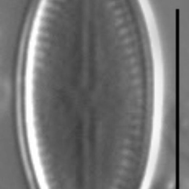 Psammothidium acidoclinatum LM2