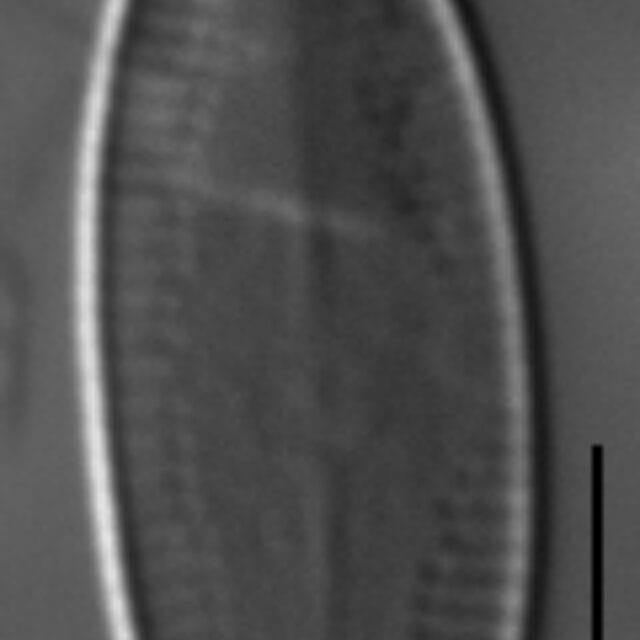 Nupela pennsylvanica LM15