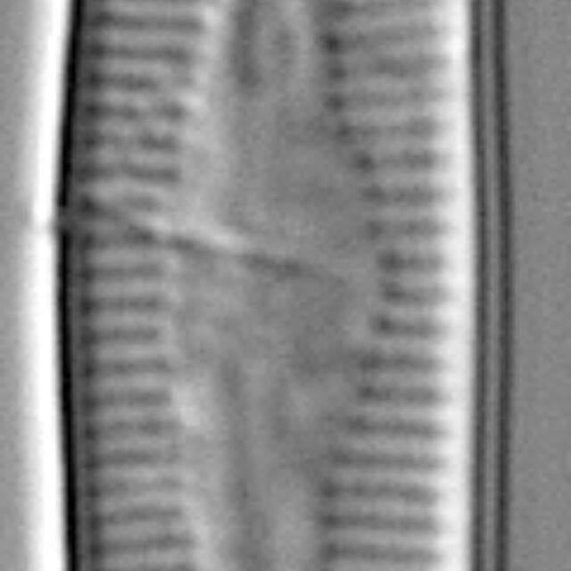 Nupela subrostrata LM5