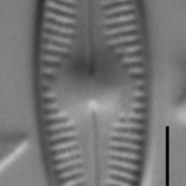 Nupela subrostrata LM1