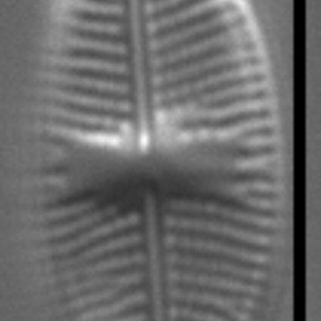 Psammothidium pennsylvanicum LM6