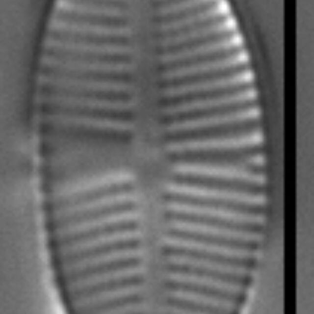 Psammothidium pennsylvanicum LM5