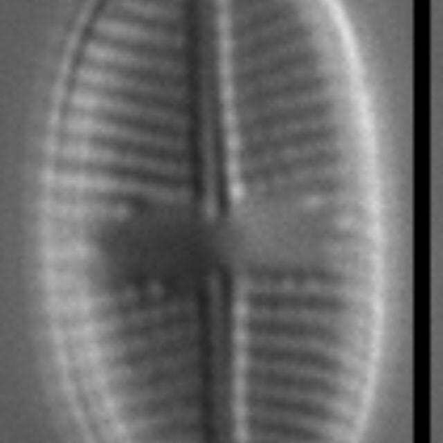 Psammothidium pennsylvanicum LM4