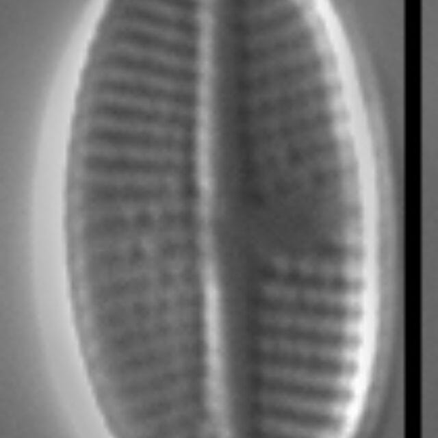 Psammothidium pennsylvanicum LM3
