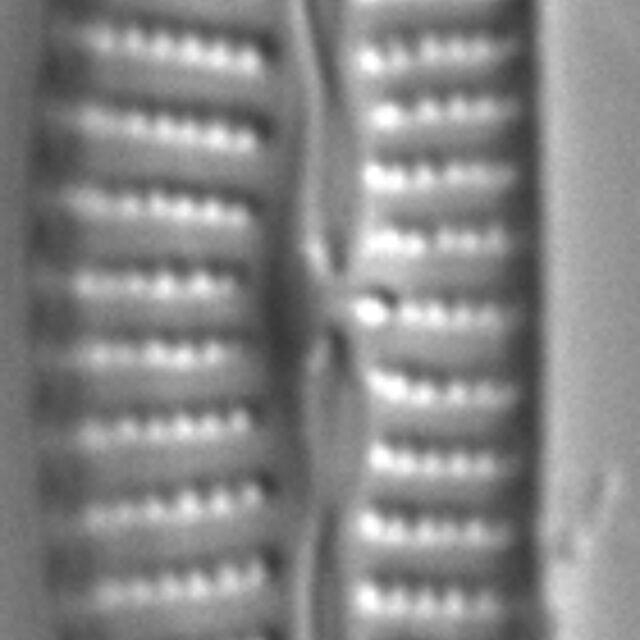 Cymbella excisiformis LM2