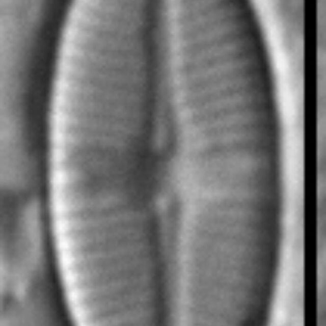 Platessa kingstonii LM1