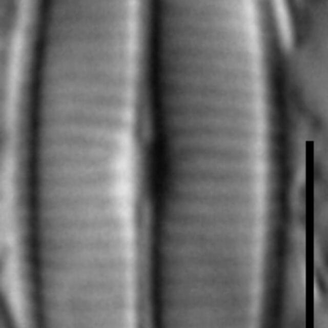 Craticula accomoda LM2