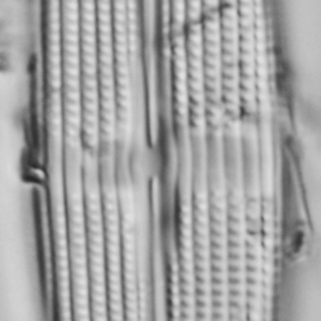 Stauroneis staurolineata LM3