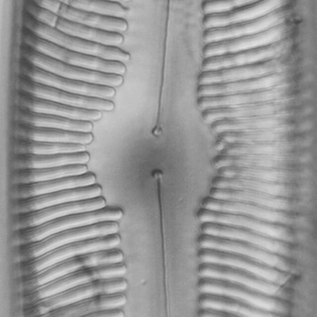 Pinnularia alabamae LM6