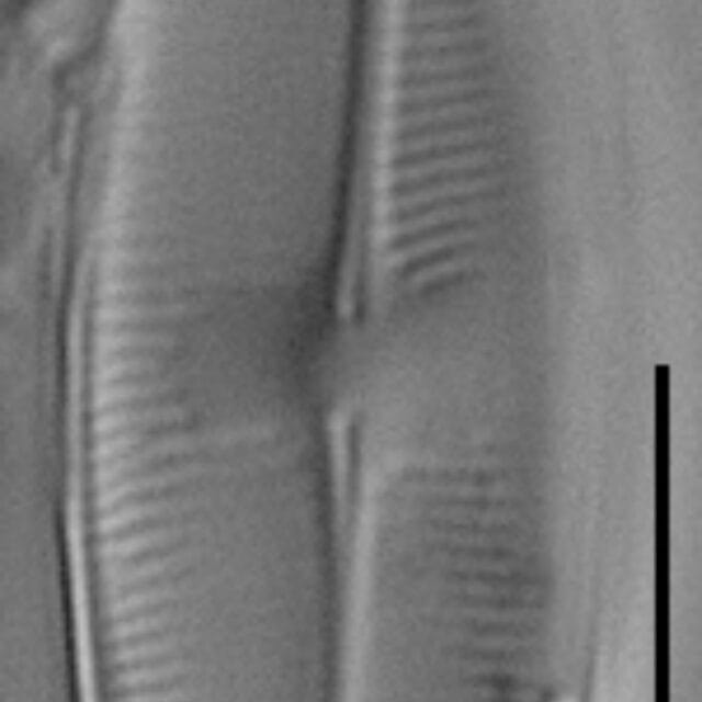 Eucocconeis alpestris LM6