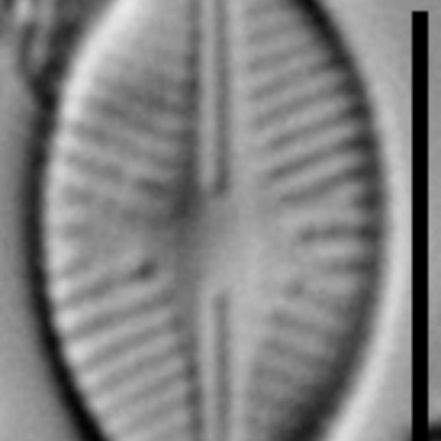 Sellaphora schadei LM4