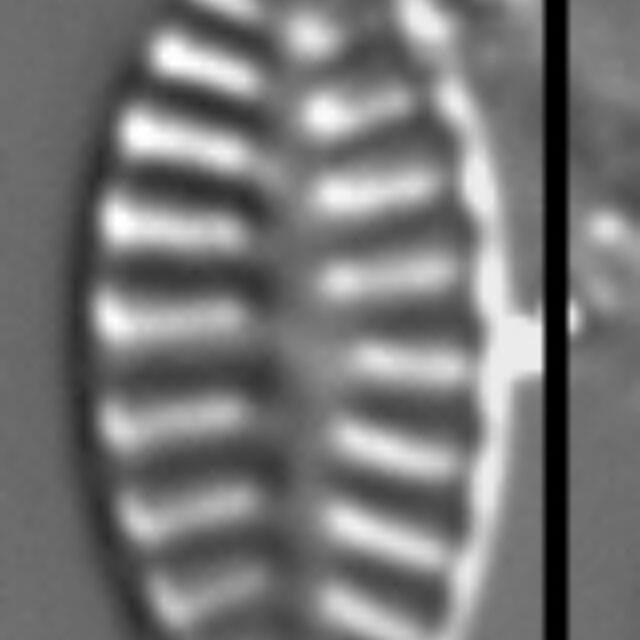 Platessa bahlsii LM7