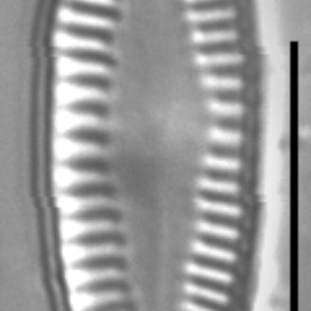 Platessa hustedtii LM4