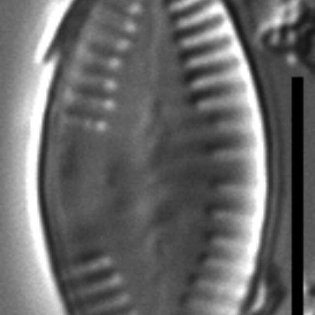 Platessa strelnikovae LM3