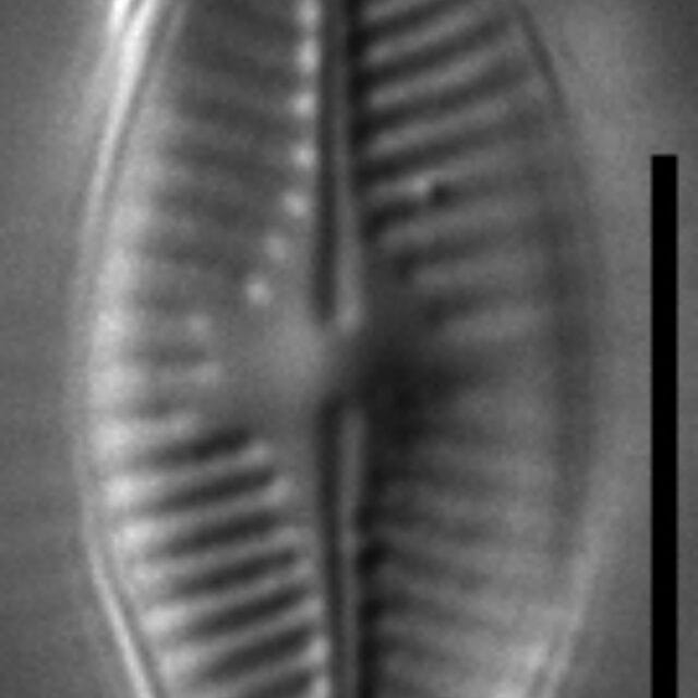 Platessa strelnikovae LM2