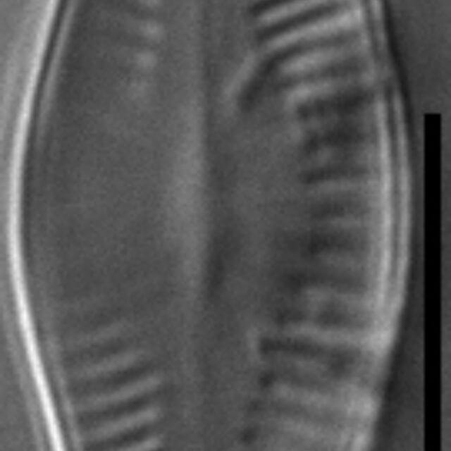 Platessa strelnikovae LM1