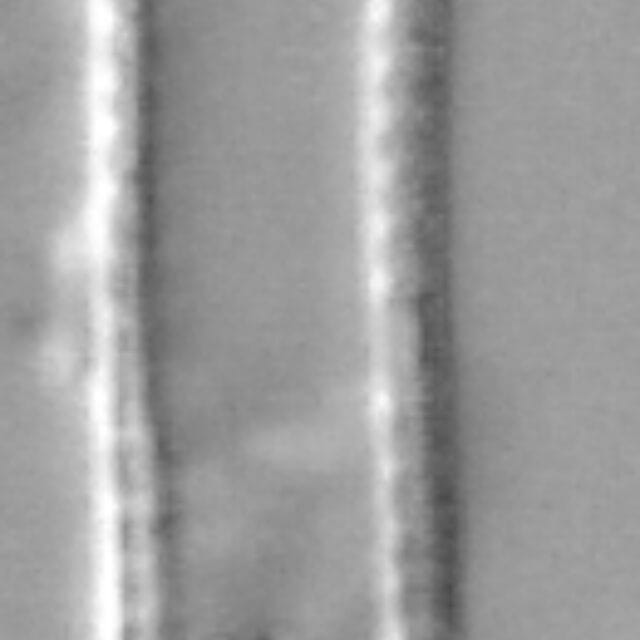 Nitzschia draveillensis LM1