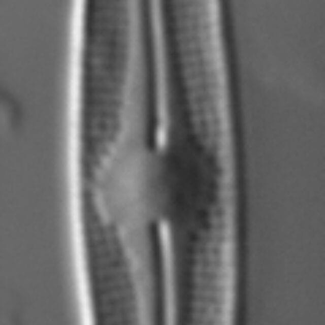 Nupela elegantula LM2