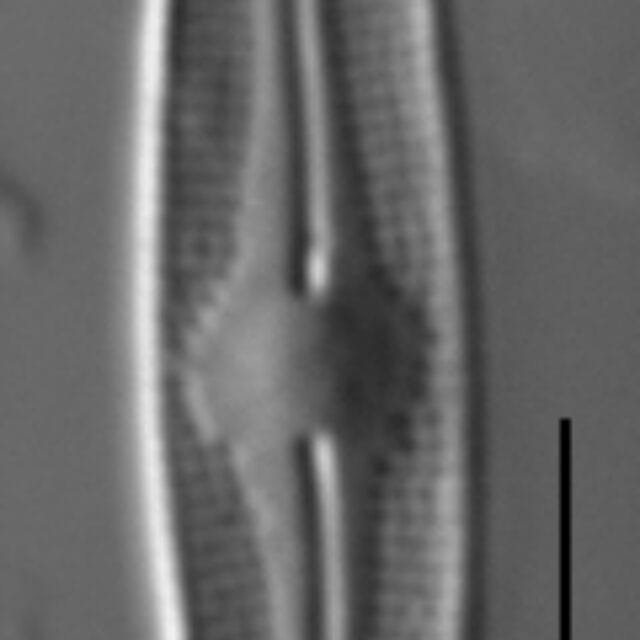 Nupela elegantula LM1