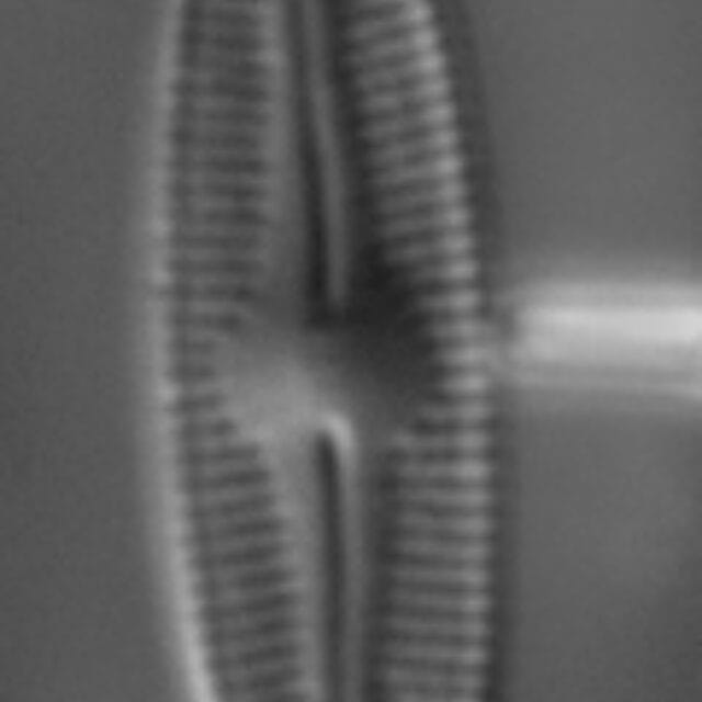 Nupela elegantula LM4