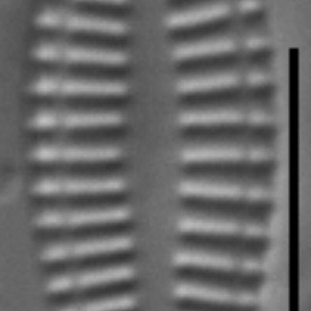 Karayevia ploenensis var gessneri LM6