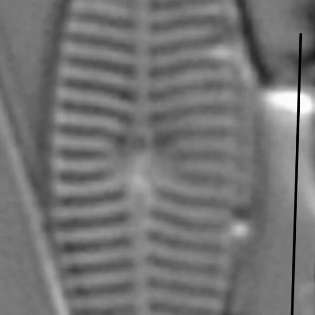 Navicula caterva LM1