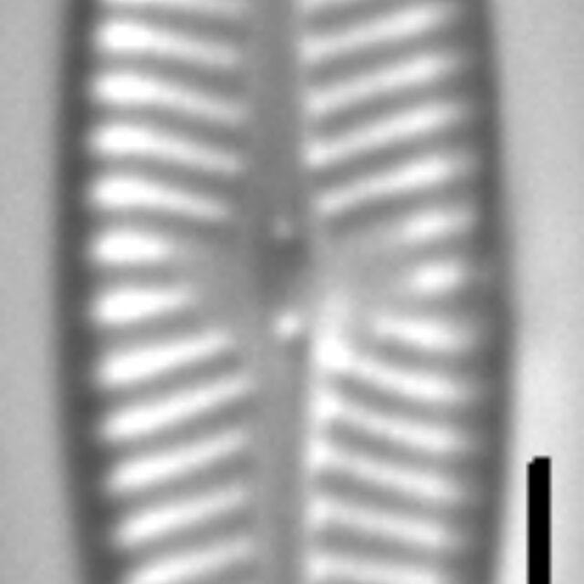 Navicula aitchelbee LM4
