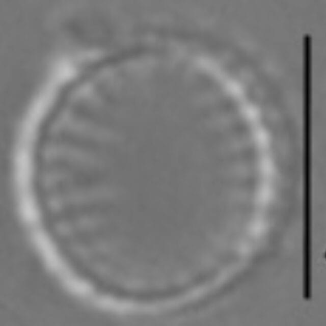 Nanofrustulum cataractarum LM3
