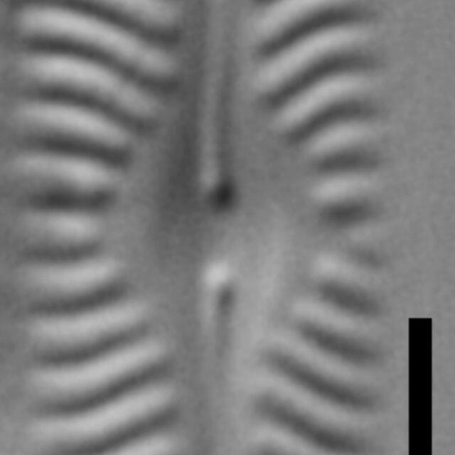 Nav Microdigitorad Gc64400 13