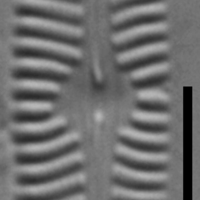 Nav Microdigitorad Gc64400 35