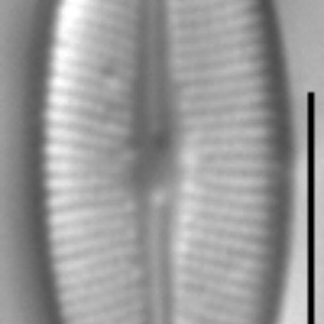 Navicula detenta LM4