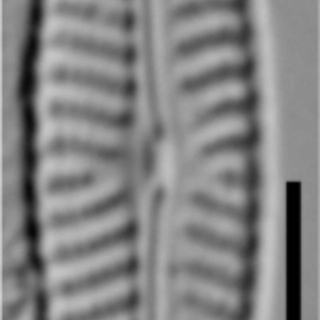 Navicula cryptotenella LM2