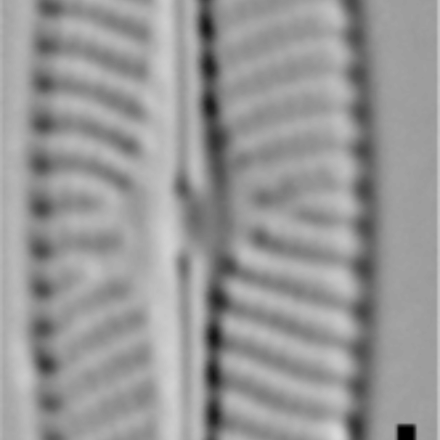 Navicula cryptotenella LM3