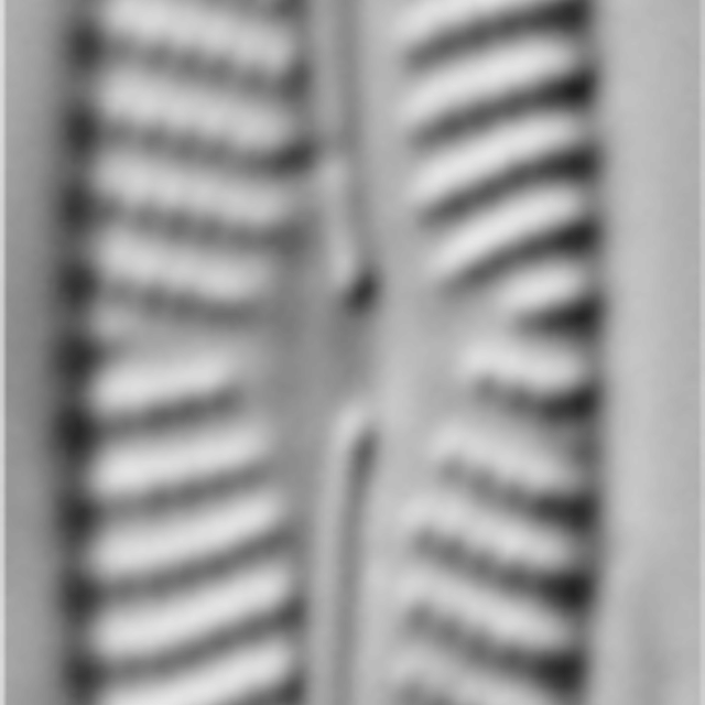Navicula cryptotenella LM4