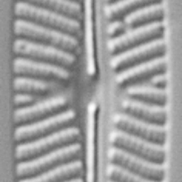 Navicula cryptotenella LM5