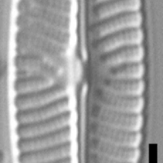 Navicula cryptotenella LM6